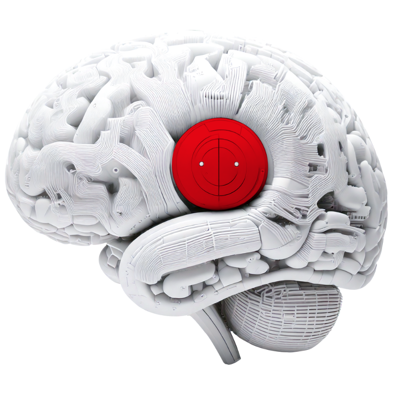 Brain illustration